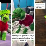 Женщина из Иллинойса покрасила свою собаку в зеленый, красный и белый цвет