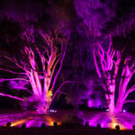 Световое шоу «Illumination Tree Lights» в Morton Arboretum было названо лучшим на Среднем Западе