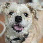 Новая акция Betty White Challenge от Paws Chicago поощряет усыновление пожилых питомцев