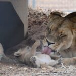 В Lincoln Park Zoo родилось 3 маленьких львенка