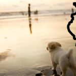Самый популярный в США пляж для собак находится в Иллинойсе