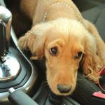Могут ли вас арестовать за то, что вы водите машину с  домашним животным на коленях?