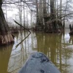 Да, в Южном Иллинойсе есть настоящее забытое древнее болото