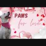 В преддверии Дня святого Валентина Orphans of the Storm запускает программу Paws for Love