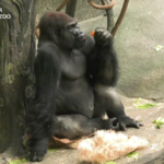 Посетители Brookfield Zoo теперь могут увидеть новую серебристую гориллу Джонту