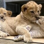 Lincoln Park Zoo раскрыл имена новых львят