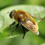 Как Naperville будет создавать и улучшать среду обитания для пчел и бабочек