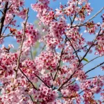 В 2023 году знаменитые вишневые деревья в Чикаго не зацветут