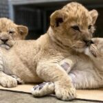 Вот как увидеть новых львят в Lincoln Park Zoo