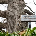 Дерево, которое по возрасту старше самого Чикаго, будет срублено во вторник в Lincoln Park Zoo