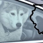 Законно ли в Иллинойсе разбивать окно чужого автомобиля, чтобы спасти собаку от жары?