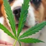 Ветеринары наблюдают всплеск случаев отравления домашних животных марихуаной