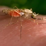 CDC сообщает об обнаружении случаев заражения малярией, переносимой комарами, в Техасе и Флориде