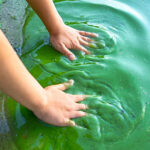 В водоемах Иллинойса появились сине-зеленые водоросли, которые могут нанести вред как людям, так и животным