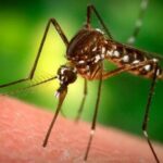 Чиновники здравоохранения сообщают о комарах с положительным результатом на вирус Западного Нила в северных пригородах Чикаго