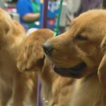 В августе в Чикаго пройдет Great American Dog Show