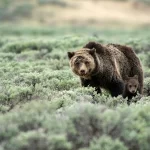 Женщина скончалась после контакта с медведем гризли возле Yellowstone National Park