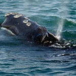 Исследование показывает, что популяция китов находится в гораздо более плохом состоянии, чем считалось ранее