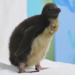 Shedd Aquarium приветствует появление на свет детеныша пингвина Rockhopper