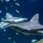 «Неделя акул» в Shedd Aquarium: кормление, дайвинг в виртуальной реальности и многое другое