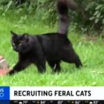 Полиция Niles нанимает пять диких кошек для борьбы с популяцией грызунов