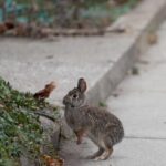 Вирус, который быстро убивает кроликов, распространился в Чикаго