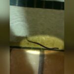 Женщина обнаружила змей в отеле в Висконсине, когда остановилась там с 4-летним сыном