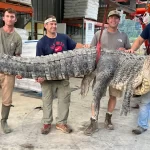 Охотники из Миссисипи поймали самого длинного аллигатора в истории штата