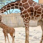 Brookfield Zoo получил крупнейшее пожертвование в размере $40 миллионов