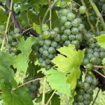 Лучшее белое вино на Земле, возможно, производится на небольшой винодельне в Иллинойсе