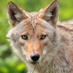 Семья из Downers Grove скорбит о своей собаке, убитой койотами