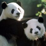 А вы знали, что самая первая панда, привезенная в США из Китая, проживала в Brookfield Zoo в Чикаго?