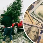Ожидается, что в 2023 году в Иллинойсе вырастут цены на рождественские елки