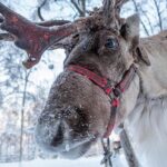 Почувствуйте волшебство на оленьей ферме в Иллинойсе на этих каникулах