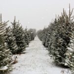 Вот лучшие фермы с рождественскими елками в районе Чикаголенда