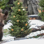 Посмотрите, как обитатели Brookfield Zoo наслаждаются лакомствами, подарками и собственными рождественскими деревьями