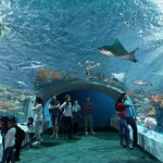 Бесплатные дни в Shedd Aquarium в 2024 году