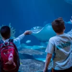 Этой весной мероприятия Shedd After Hours возвращаются в океанариум Чикаго