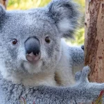 Впервые за 90-летнюю историю в Brookfield Zoo Chicago появились коалы