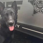 Полицейская собака округа Lake нашла девочку, сбежавшую из лагеря в Ingleside