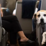 Новая авиакомпания, предназначенная для собак, скоро будет выполнять полеты из Чикаго