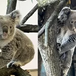 В Brookfield Zoo Chicago поселились первые коалы — Брамби и Уиллум