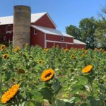 Honey Hill Orchard признан одним из лучших яблоневых садов в США