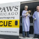 PAWS Chicago спасает 21 собаку из приюта в Теннесси после урагана Хелен