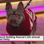 В Чикаго состоится 6-я ежегодная вечеринка в уродливых свитерах от Chicago French Bulldog Rescue