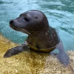 Птичий грипп стал причиной гибели фламинго и тюленя в Lincoln Park Zoo